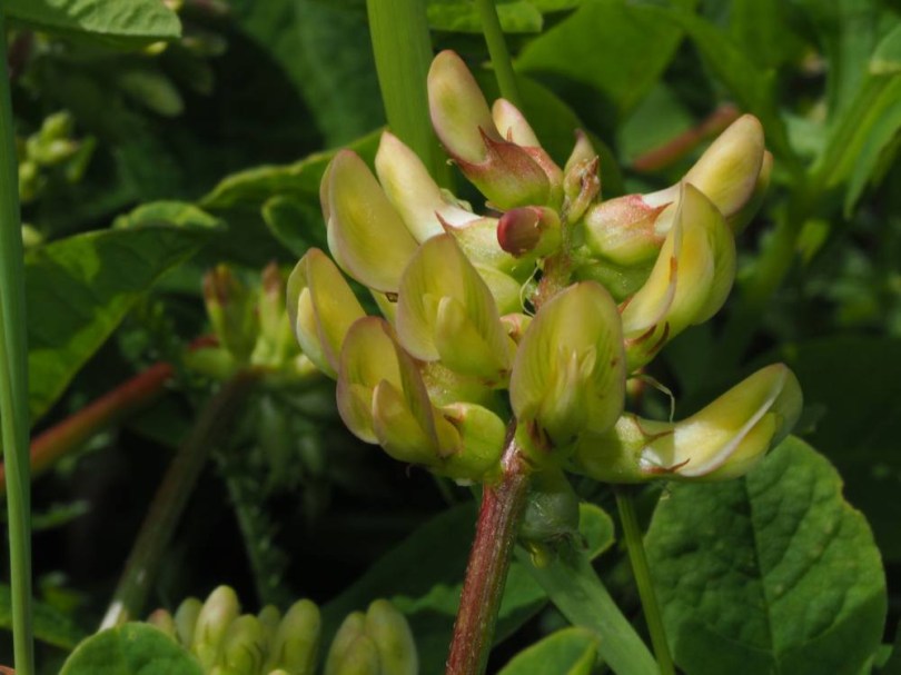 Bärenschote - Süsser Tragant, Astragalus glycyphyllos, etnobotanika